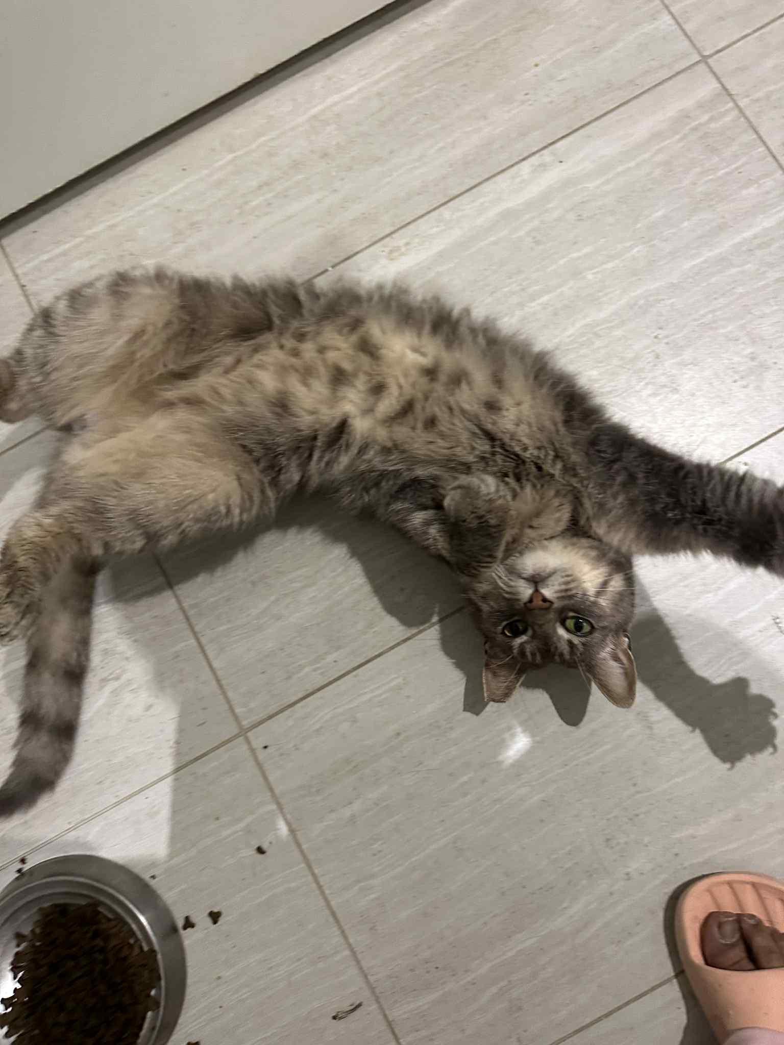 Enlarge Dewey, a Adoptable Domestic Short Hair in Philadelphia, PA image 2/3