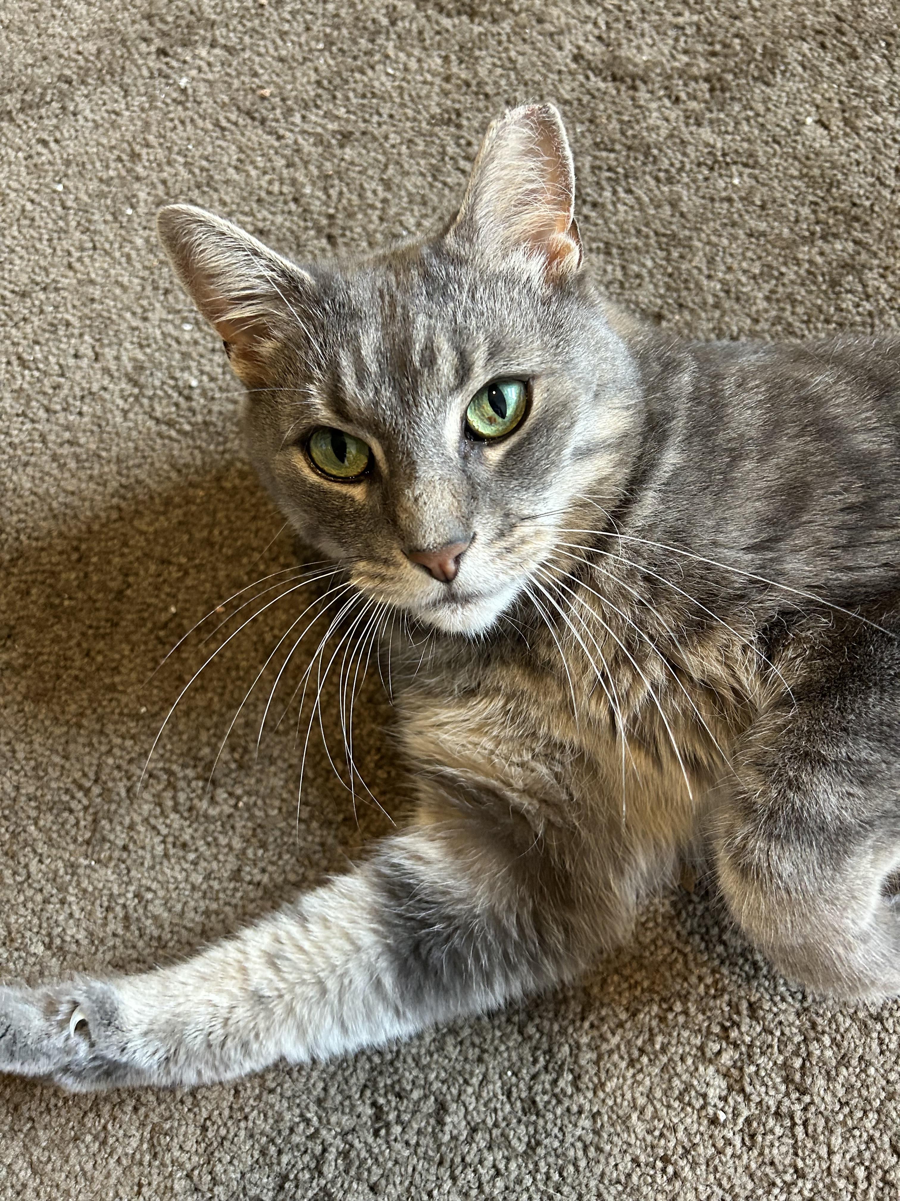 Dewey, Adoptable, Adult Male Domestic Short Hair.