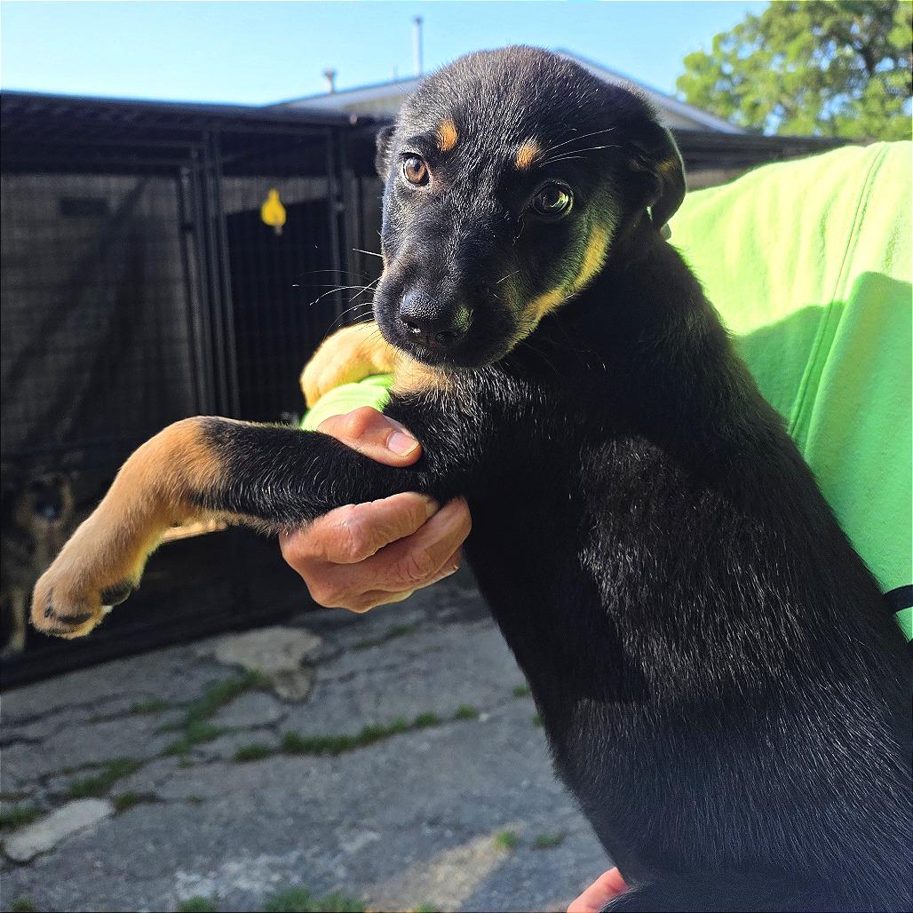 Enlarge Aloha, a Adoptable Mixed Breed in Denison, TX image 1/1