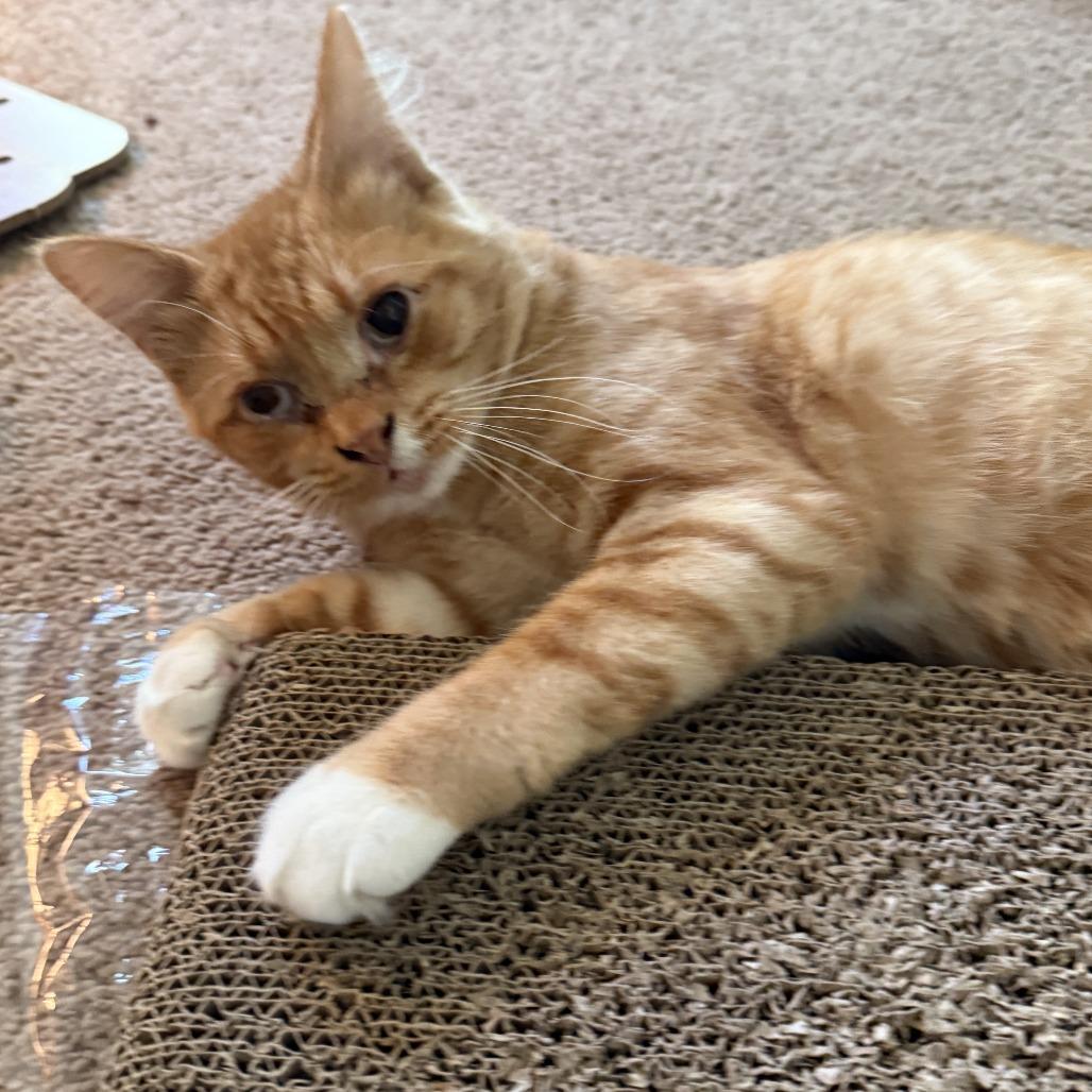 Enlarge Kyo, a Adoptable Domestic Medium Hair in Temecula, CA image 1/2