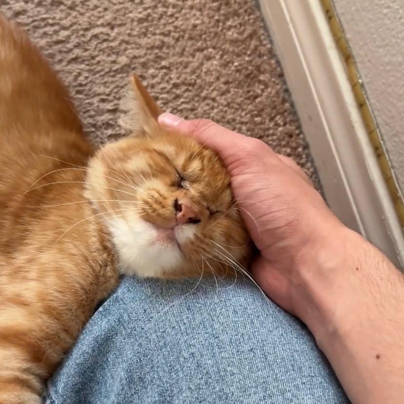Enlarge Kyo, a Adoptable Domestic Medium Hair in Temecula, CA image 2/2