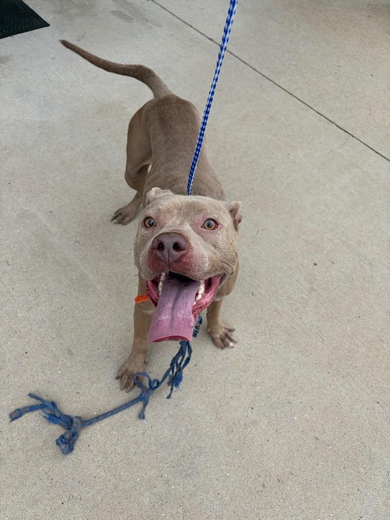 Bam Bam, Adoptable, Puppy Male Pit Bull Terrier.
