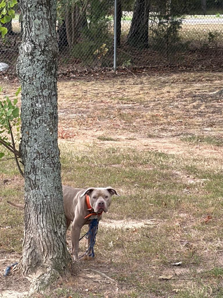 Enlarge Bam Bam, a Adoptable Pit Bull Terrier in Maumelle, AR image 2/2