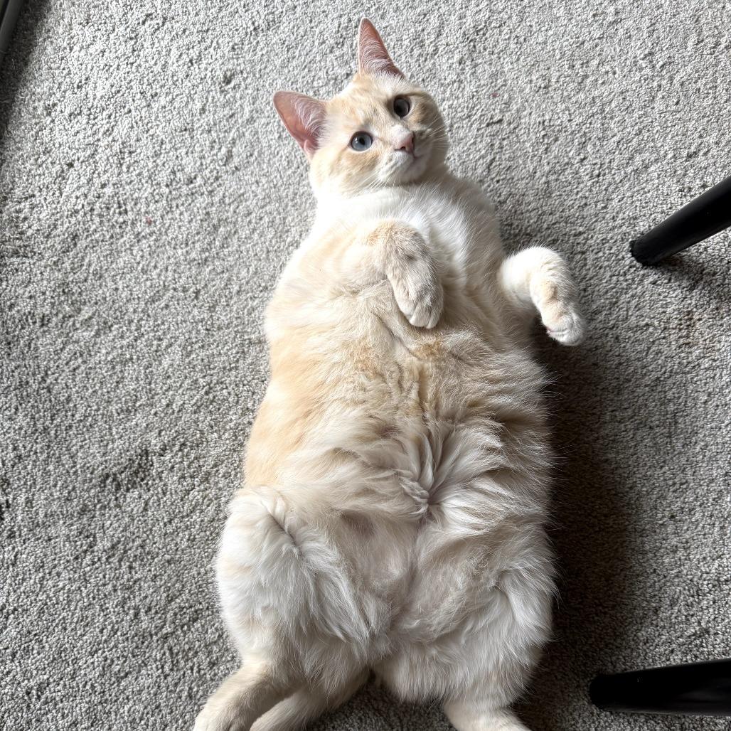 Zoe (Snow White), Adoptable, Adult Female Siamese.