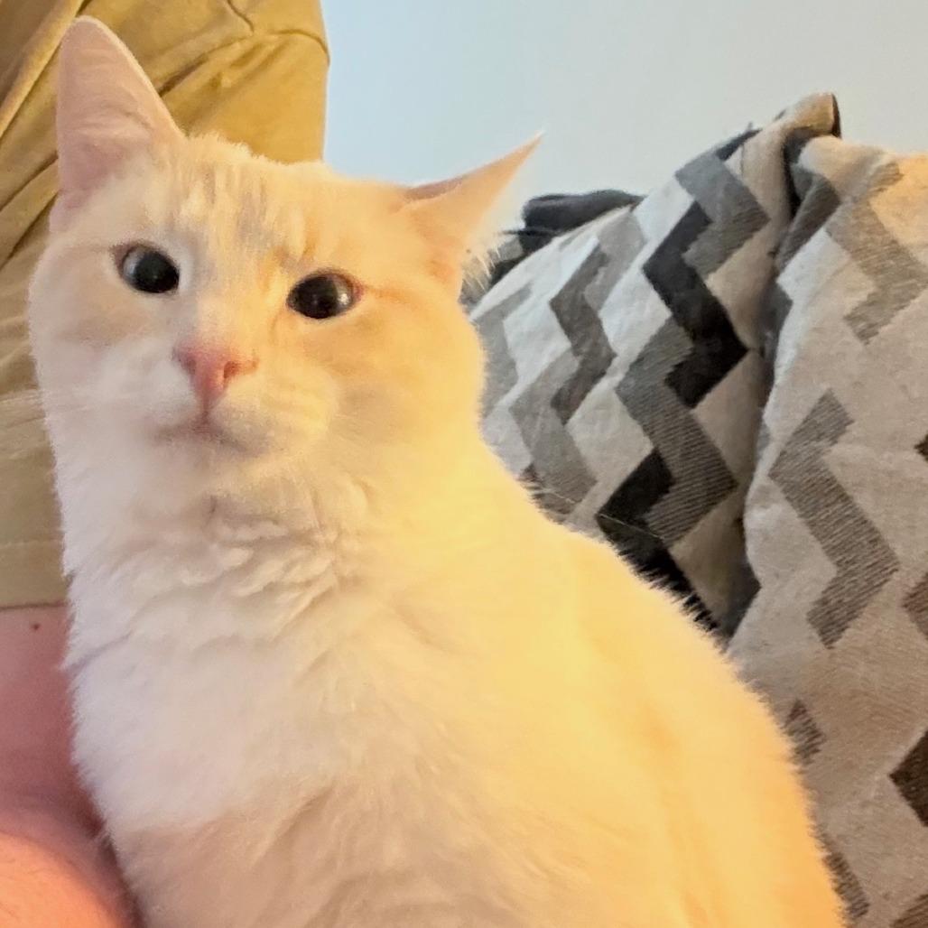 Zoe (Snow White), a Adoptable Siamese in Toms Brook, VA image 2/2