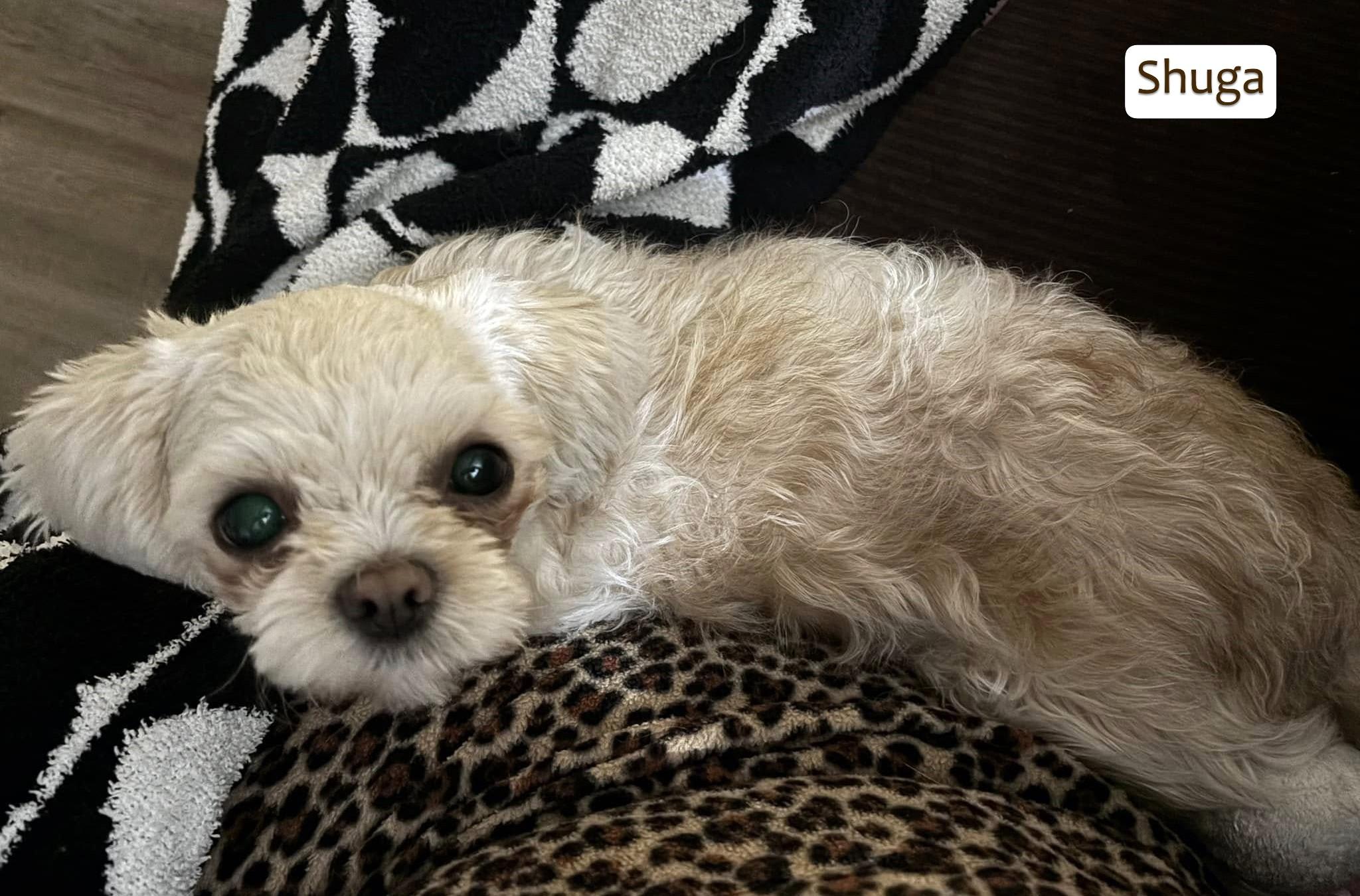 Shuga (Sugar), ADOPTABLE, Young Female Shih poo.