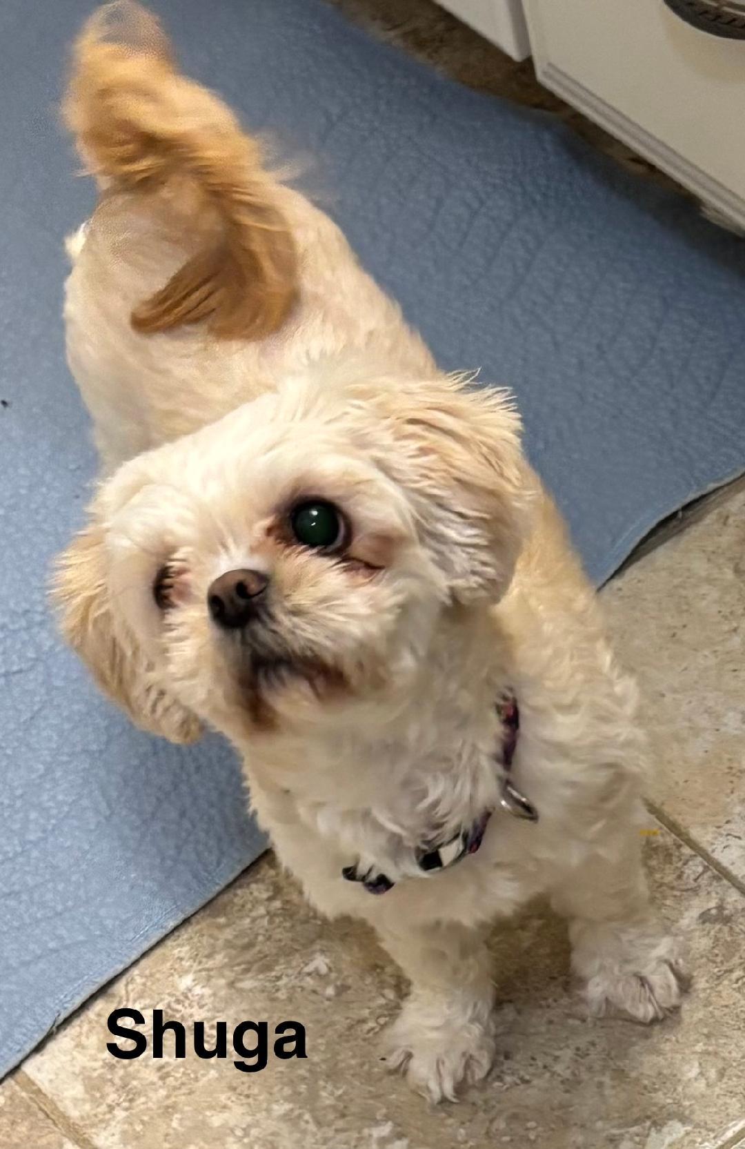 Shuga (Sugar), ADOPTABLE, Young Female Shih poo.