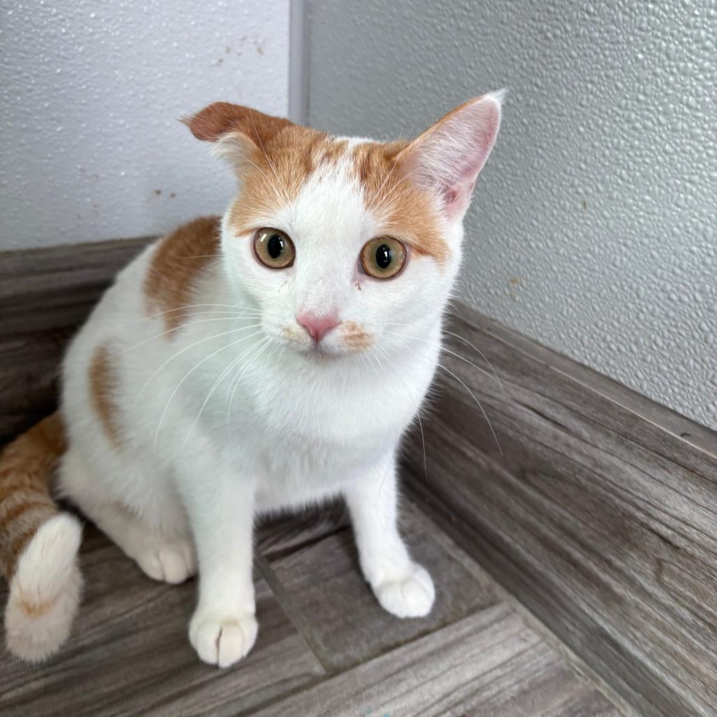 Calcifer, Adoptable, Young Female Domestic Short Hair & Scottish Fold.