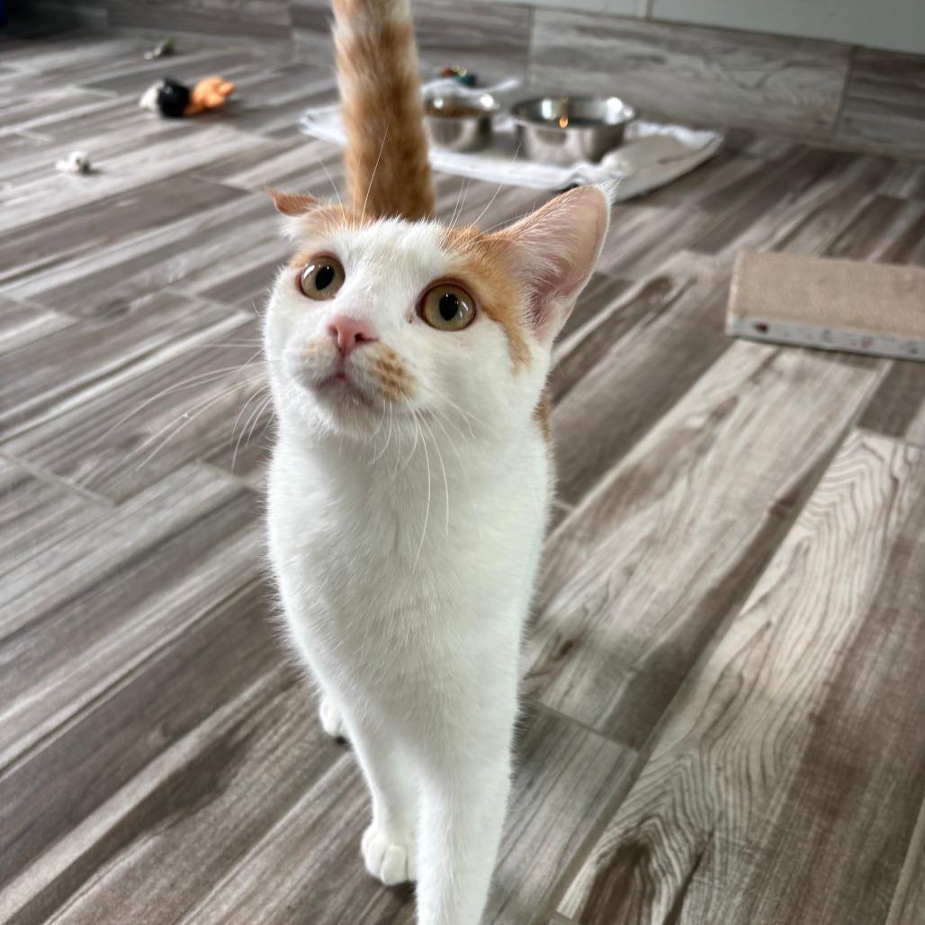 Enlarge Calcifer, a Adoptable mixed breed in West Des Moines, IA image 2/4
