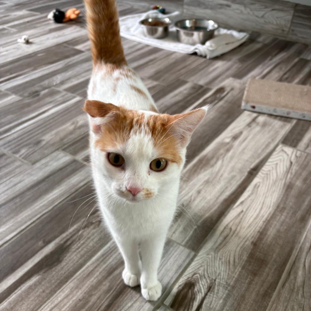 Enlarge Calcifer, a Adoptable mixed breed in West Des Moines, IA image 4/4
