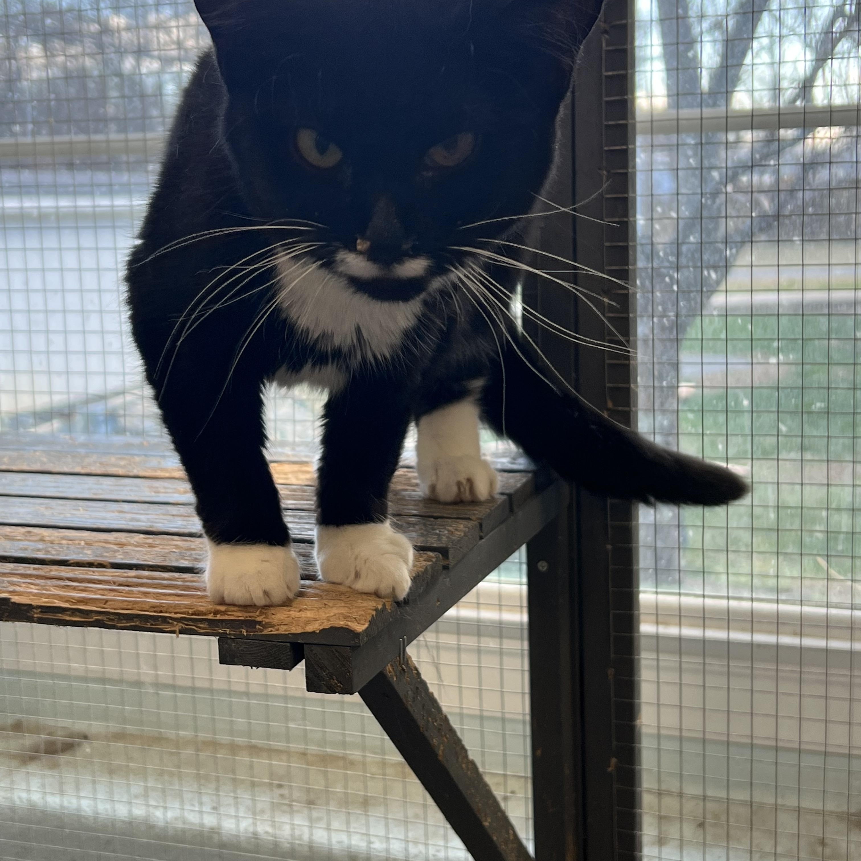 Toon (working cat) *Adoption fee sponsored*, Adoptable, Adult Female Domestic Short Hair.