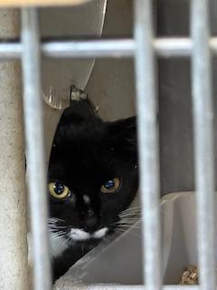 Enlarge Toon (working cat) *Adoption fee sponsored*, a Adoptable Domestic Short Hair in Berryville, VA image 2/2