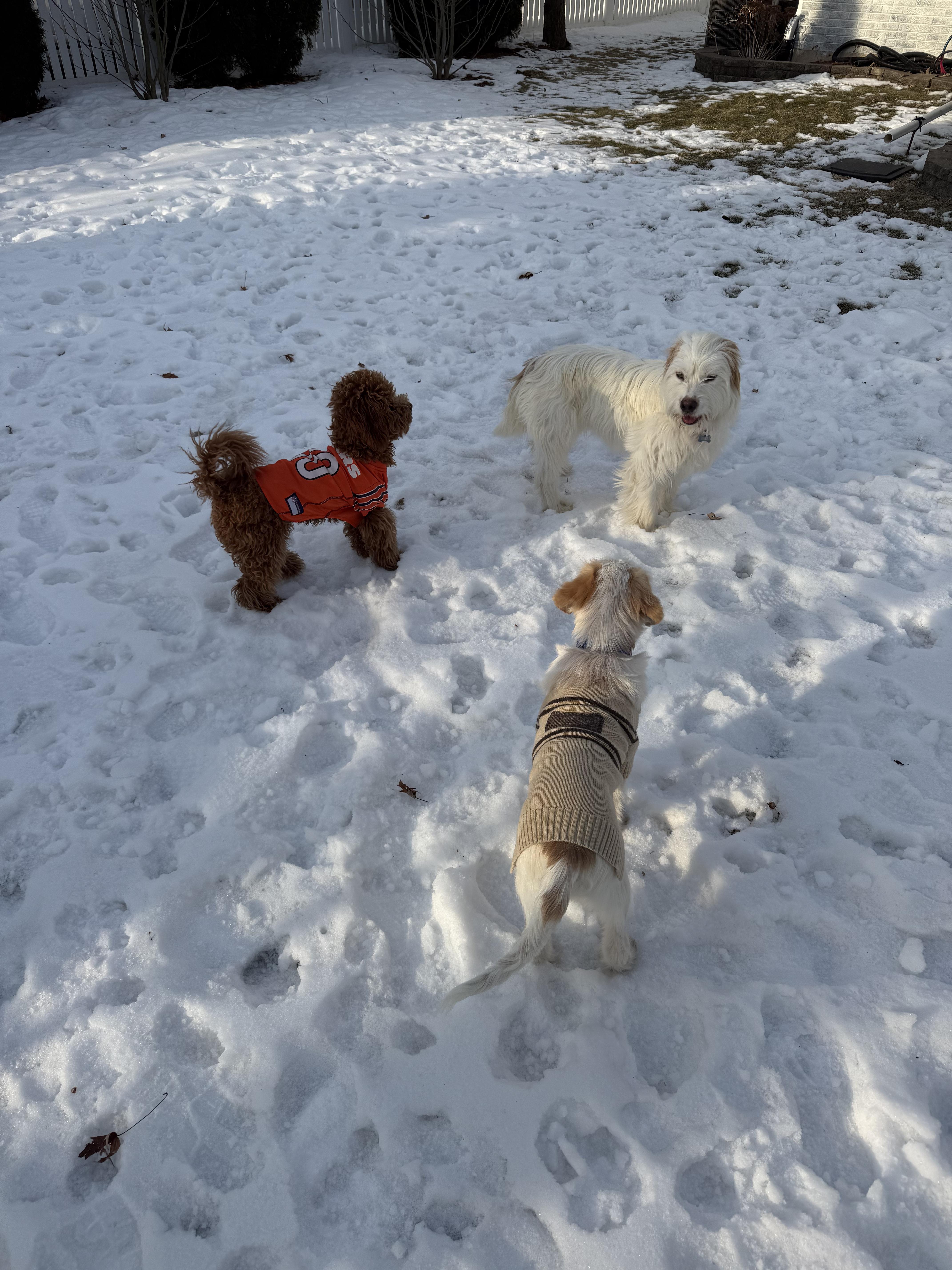 Enlarge Tibbi, a ADOPTABLE mixed breed in Hoffman Estates, IL image 3/4