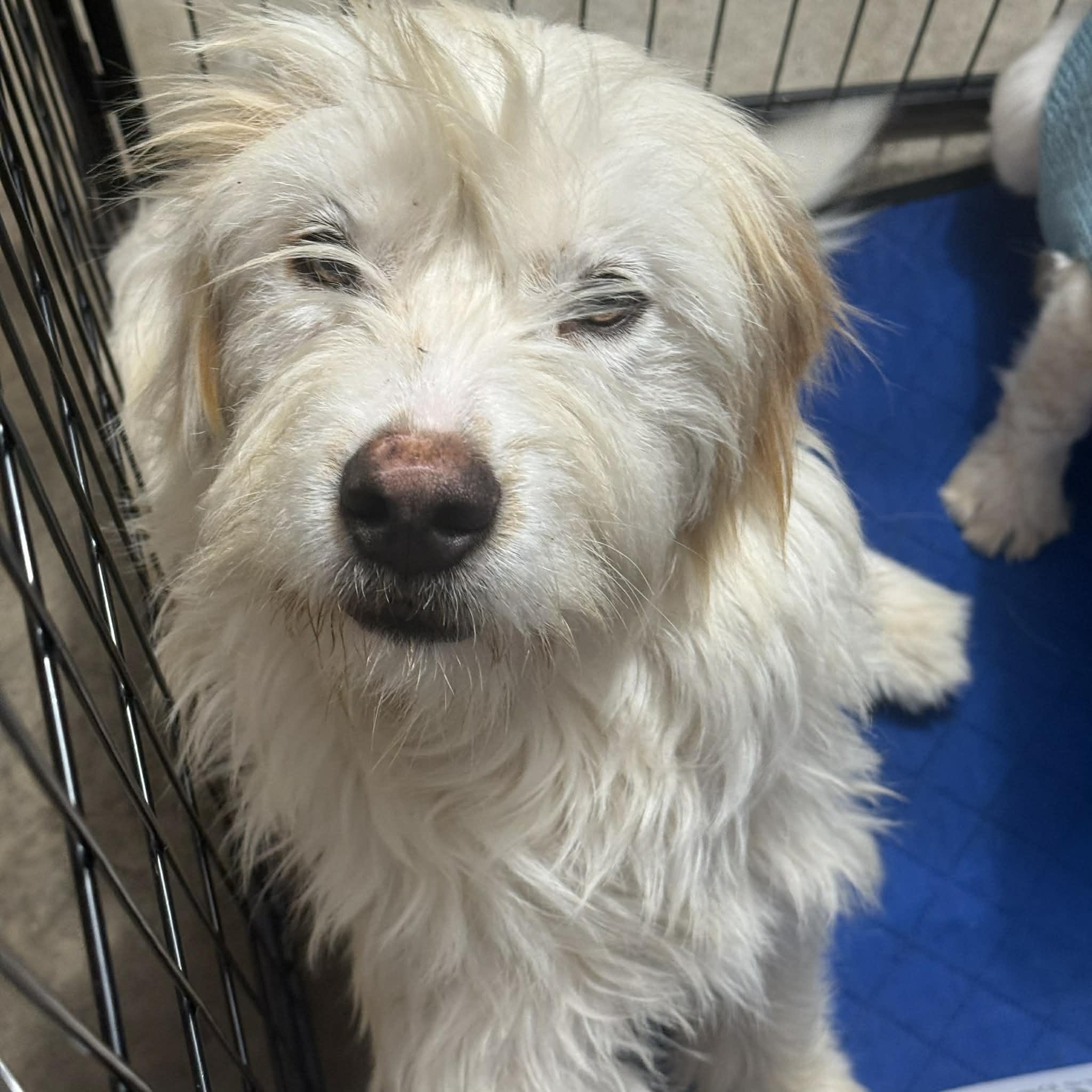 Tibbi, ADOPTABLE, Young Female Spaniel.