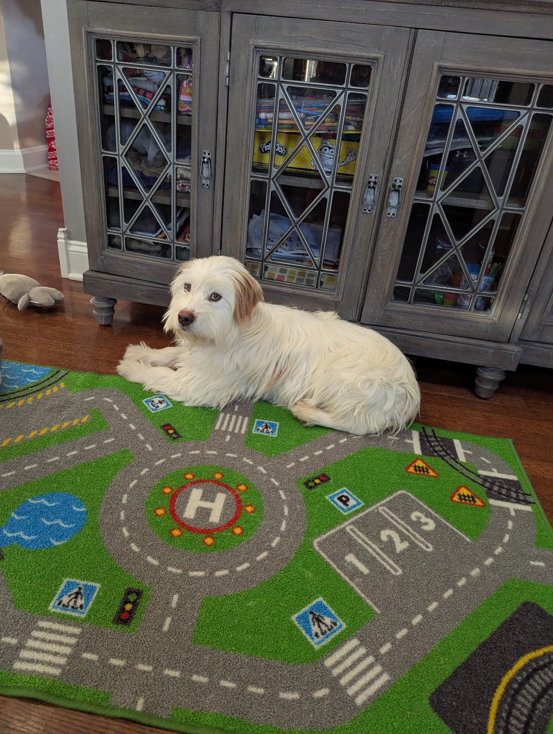 Enlarge Tibbi, a ADOPTABLE mixed breed in Hoffman Estates, IL image 2/4