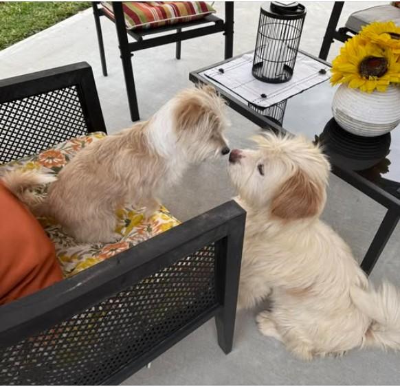 Enlarge Tibbi, a ADOPTABLE mixed breed in Hoffman Estates, IL image 4/4