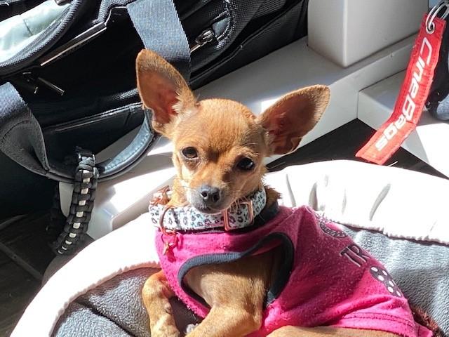 Edie, Adopted, Senior Female Chihuahua.