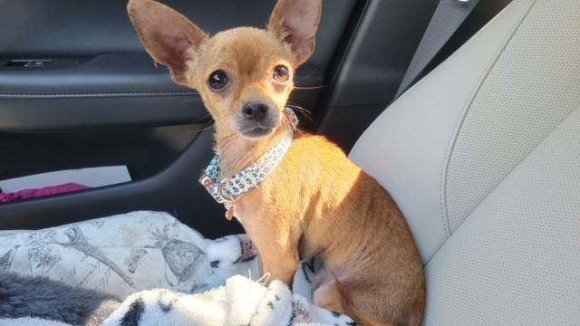 Enlarge Edie, a Adopted Chihuahua in Austin, TX image 2/2