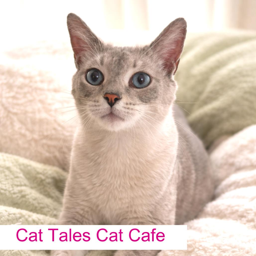 Yumi, Adoptable, Young Female Siamese.