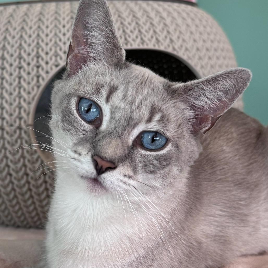 Yumi, a Adoptable Siamese in Chapel Hill, NC image 2/4