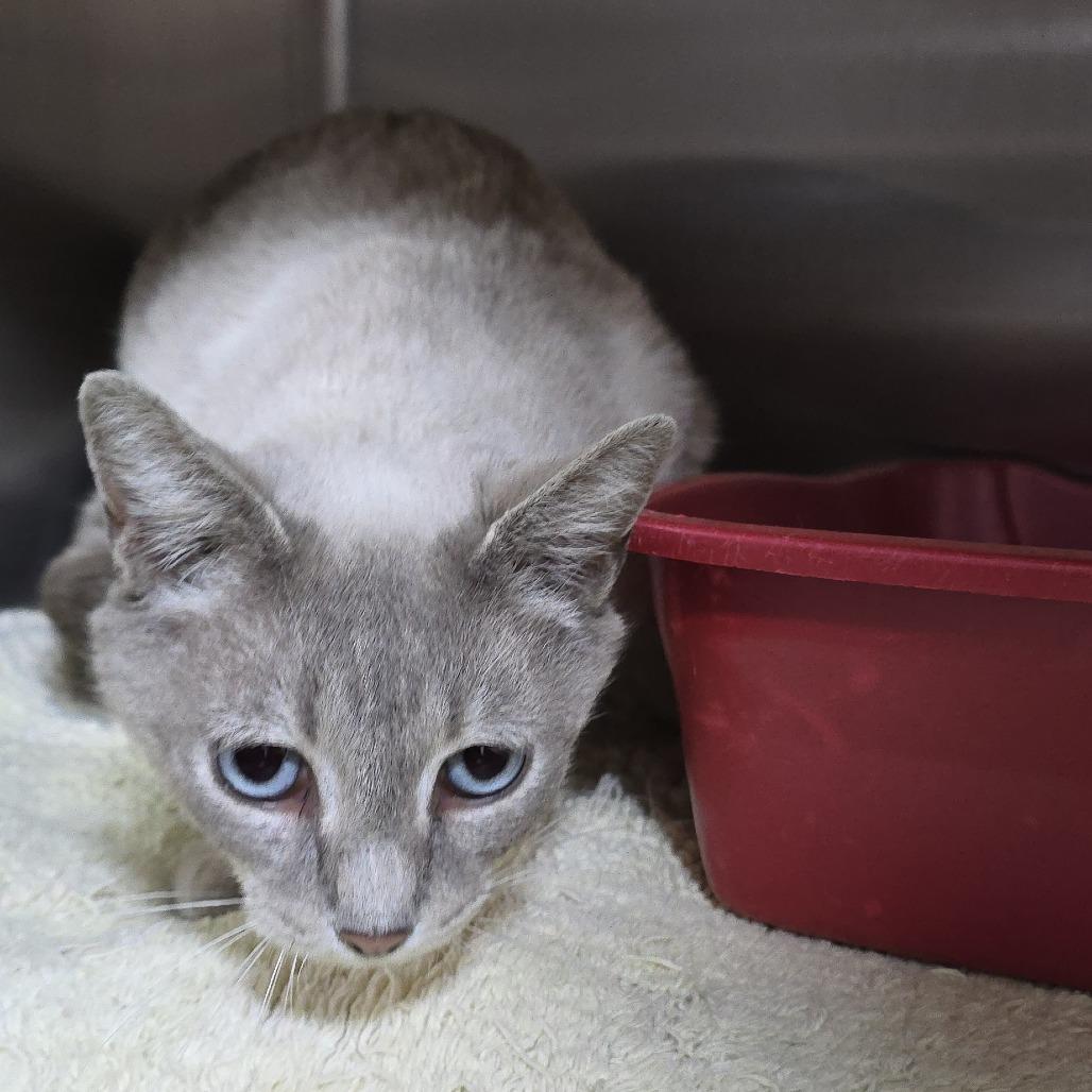 Yumi, a Adoptable Siamese in Chapel Hill, NC image 3/4