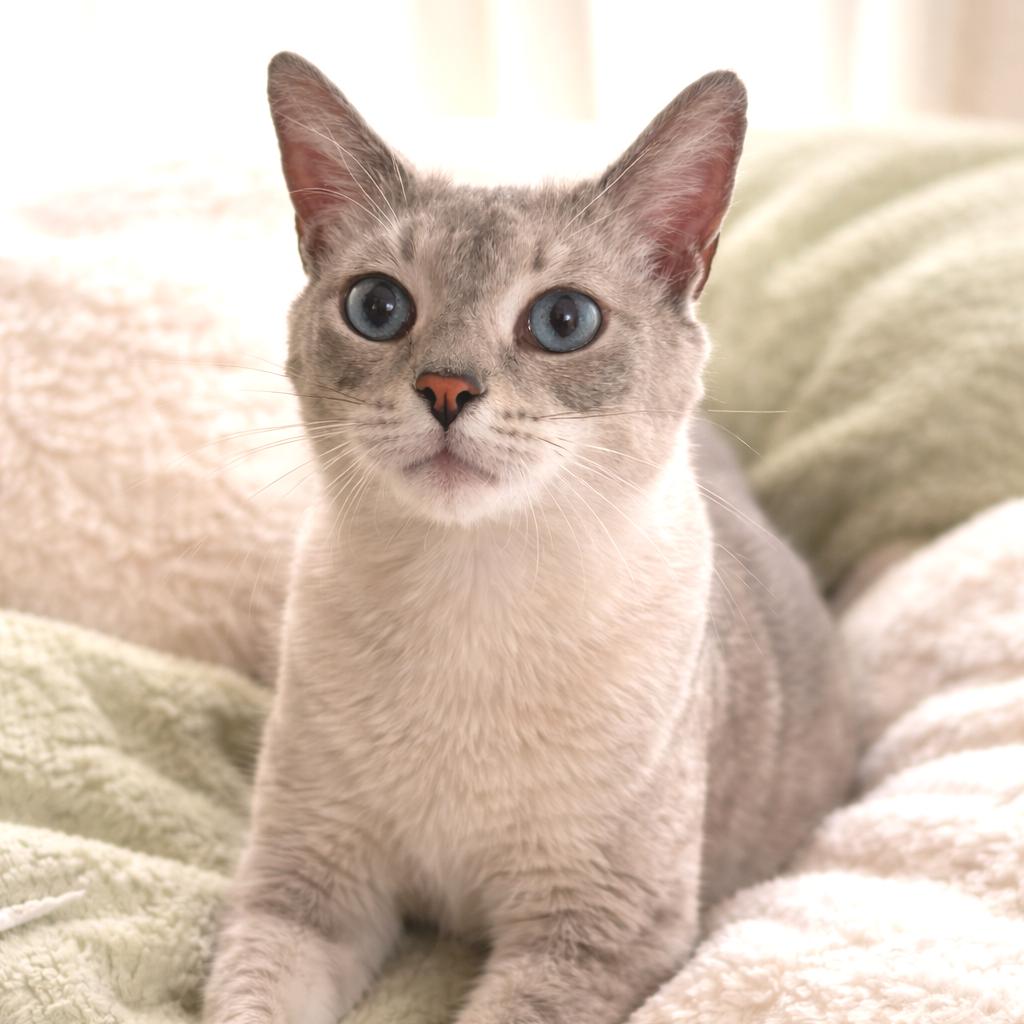 Yumi, a Adoptable Siamese in Chapel Hill, NC image 4/4