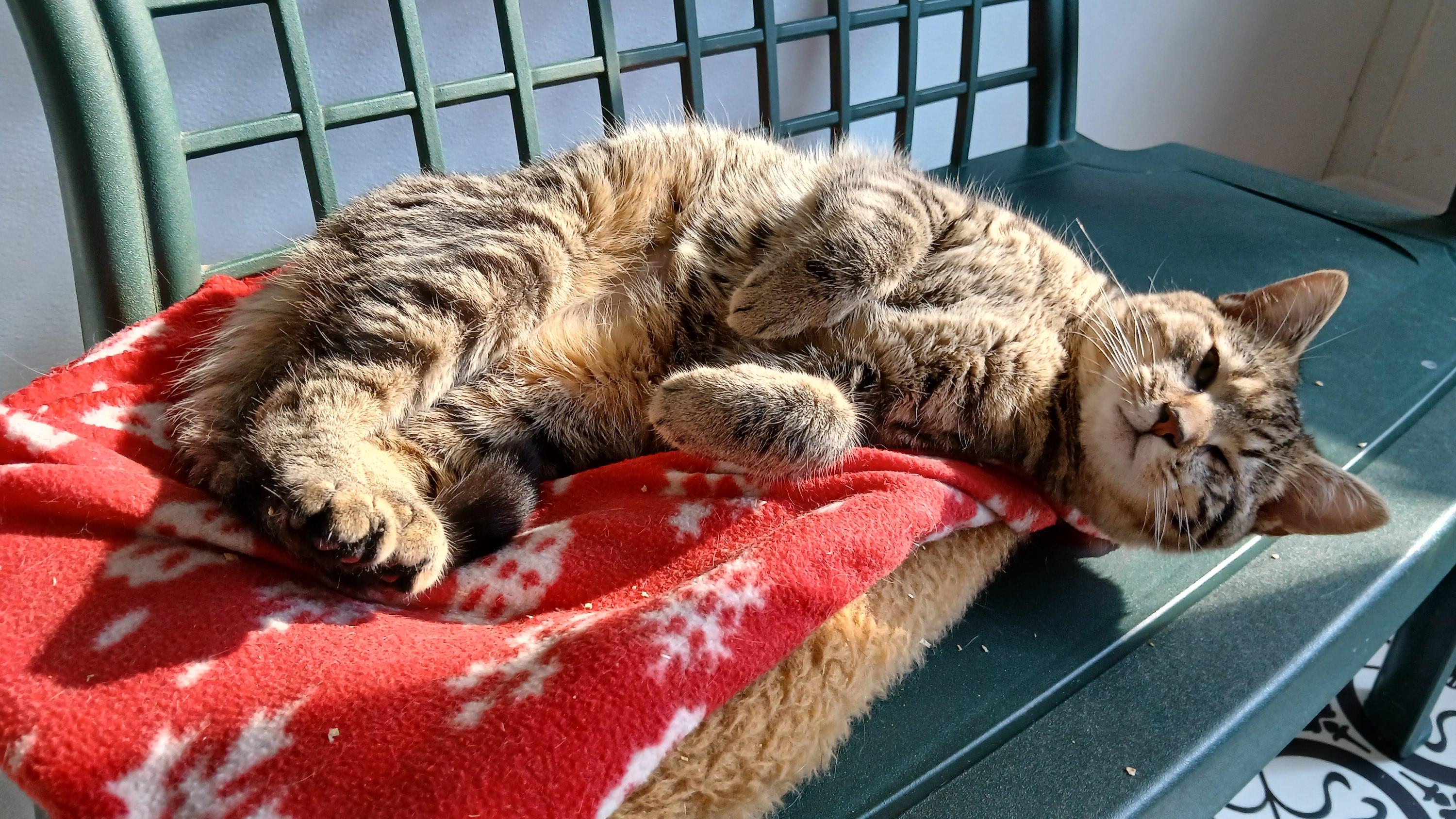 Enlarge Snake Plissken, a ADOPTABLE Domestic Short Hair in Cullowhee, NC image 2/6