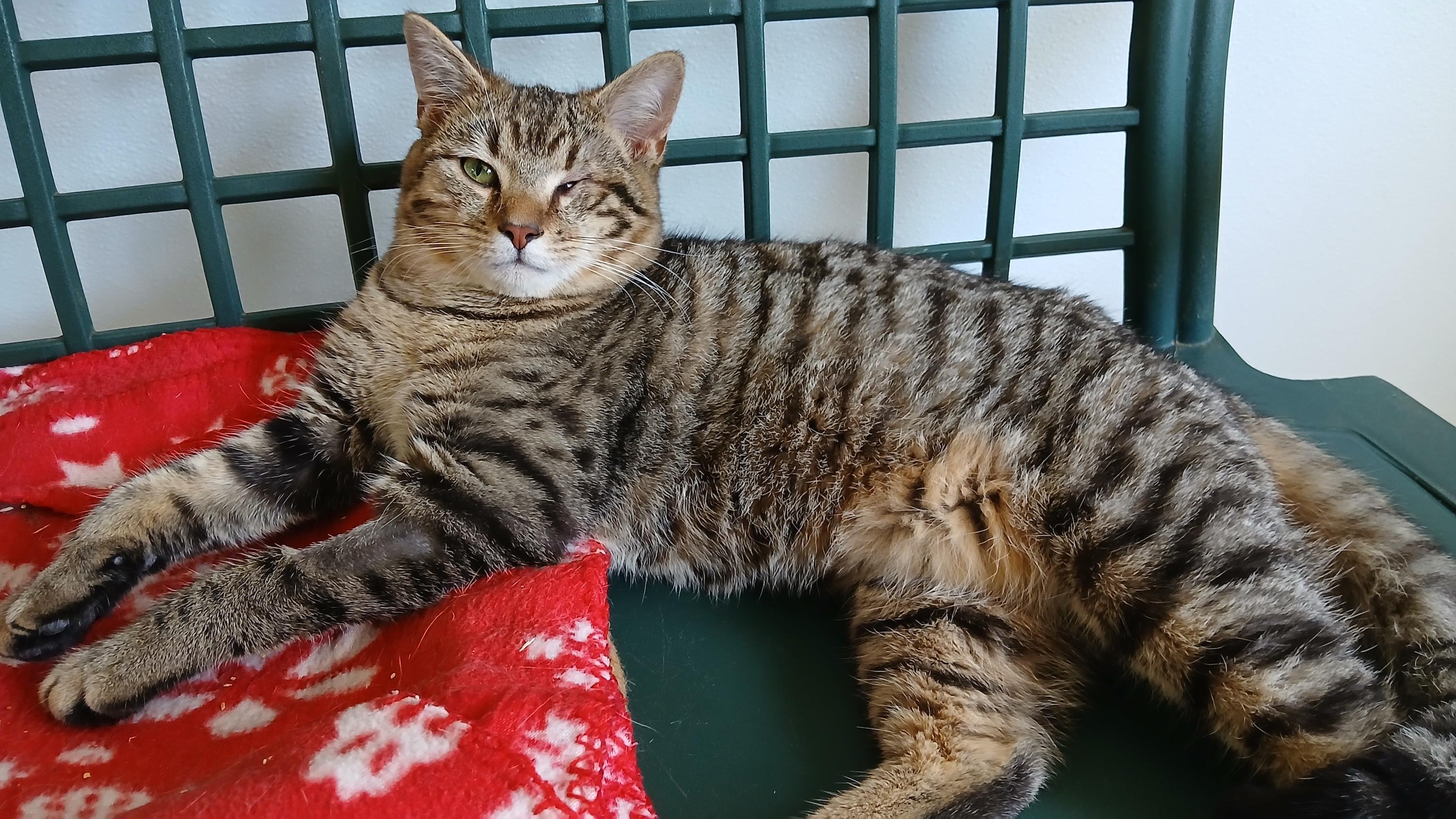 Enlarge Snake Plissken, a ADOPTABLE Domestic Short Hair in Cullowhee, NC image 5/6