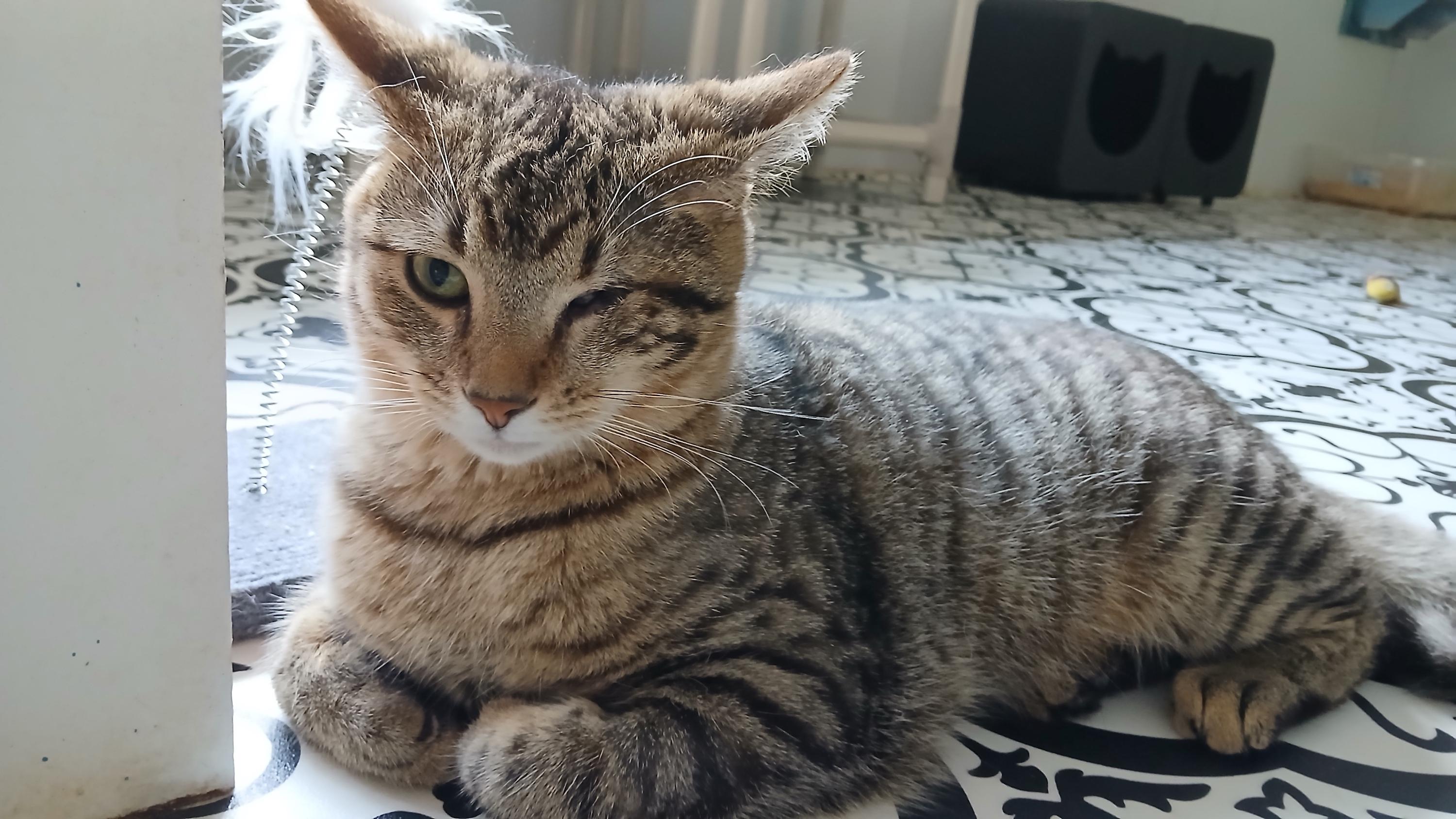 Enlarge Snake Plissken, a ADOPTABLE Domestic Short Hair in Cullowhee, NC image 4/6