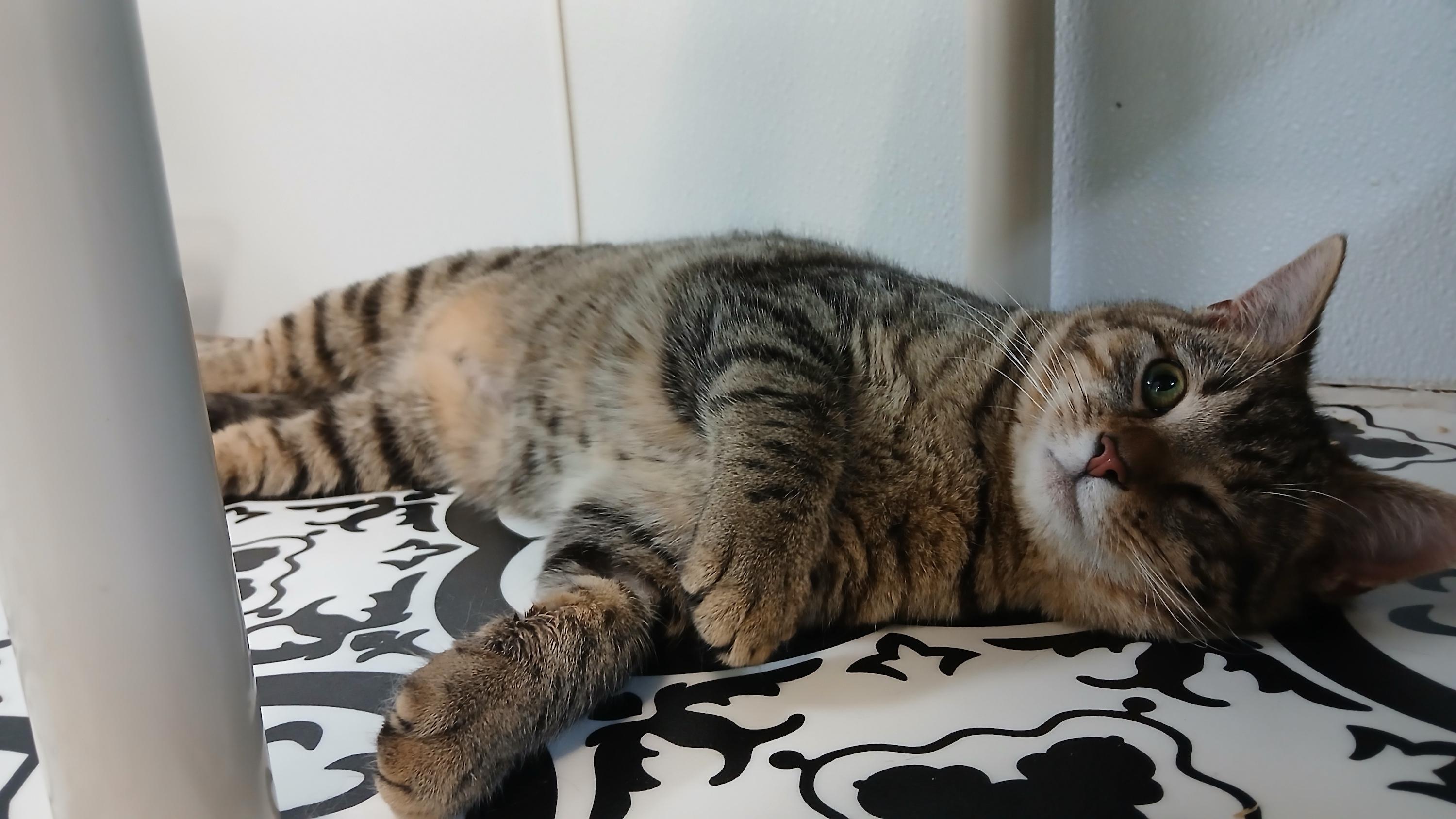 Enlarge Snake Plissken, a ADOPTABLE Domestic Short Hair in Cullowhee, NC image 6/6