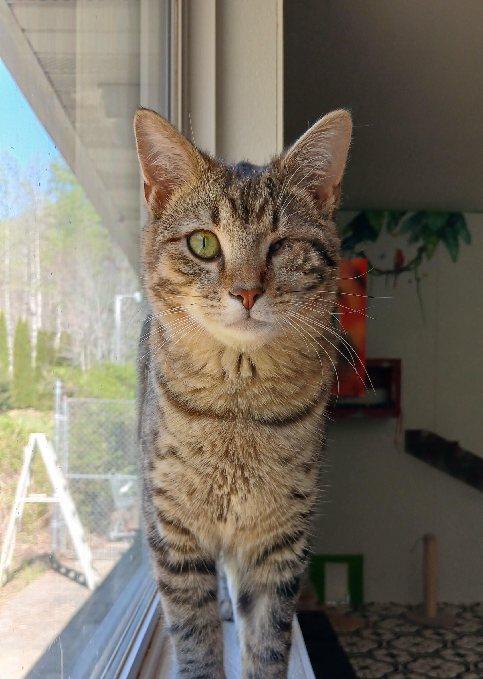 Snake Plissken, ADOPTABLE, Adult Male Domestic Short Hair.