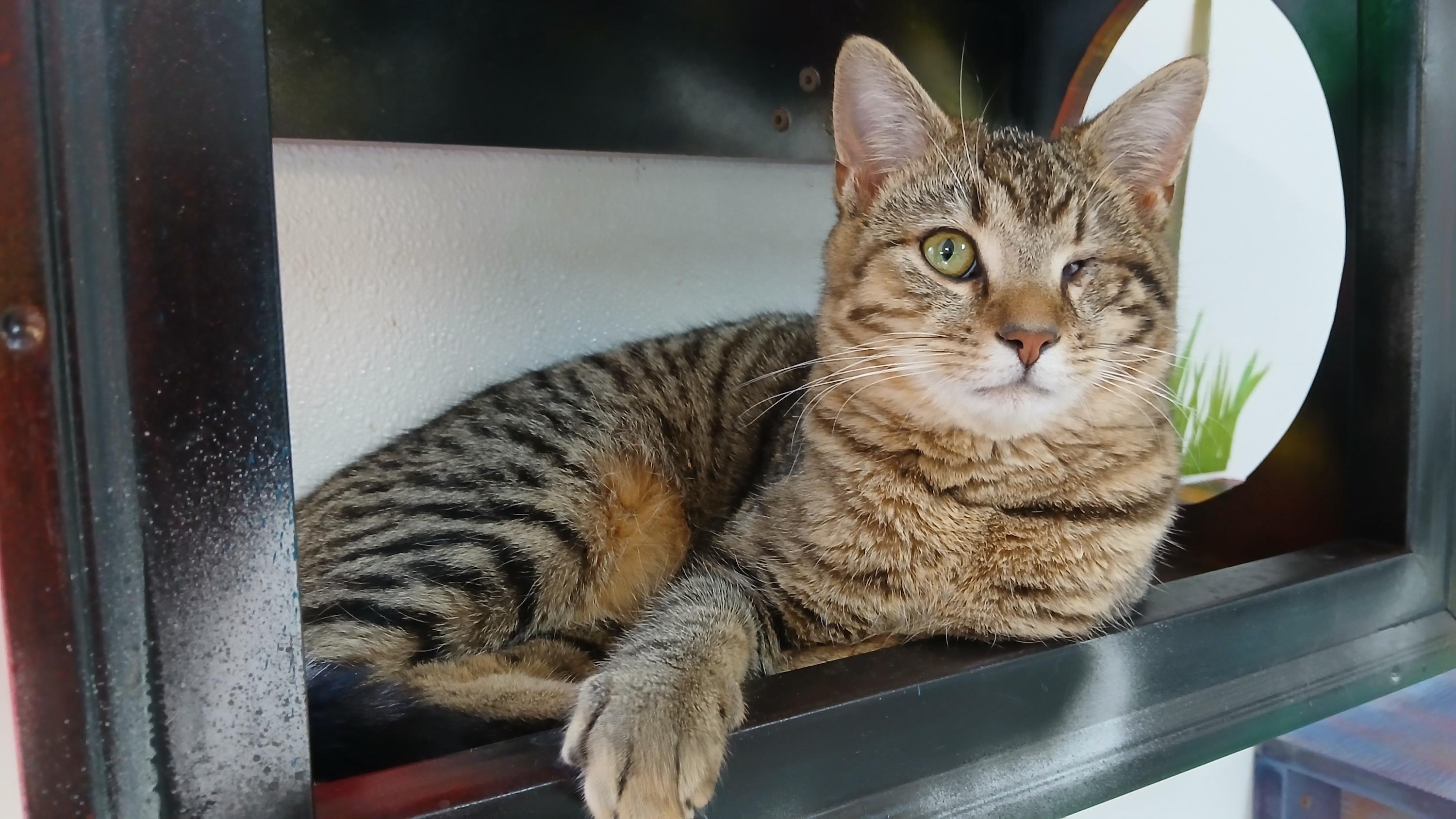 Enlarge Snake Plissken, a ADOPTABLE Domestic Short Hair in Cullowhee, NC image 3/6