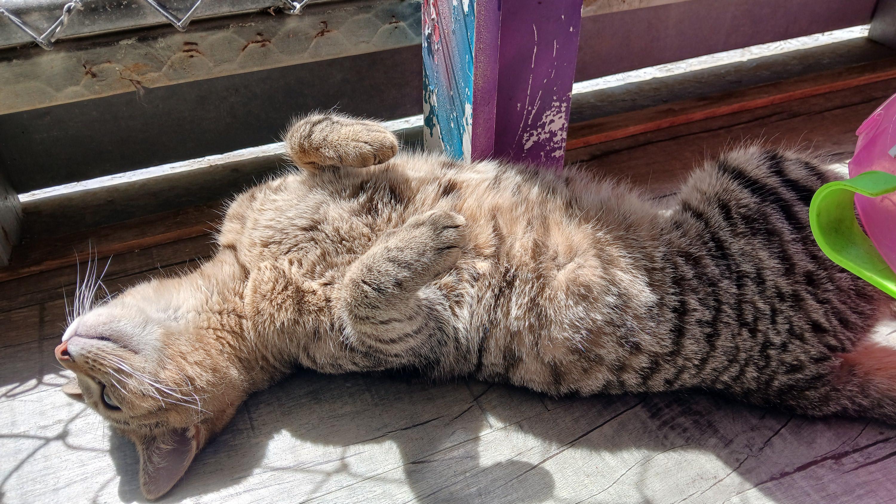 Enlarge Snake Plissken, a ADOPTABLE Domestic Short Hair in Cullowhee, NC image 5/6