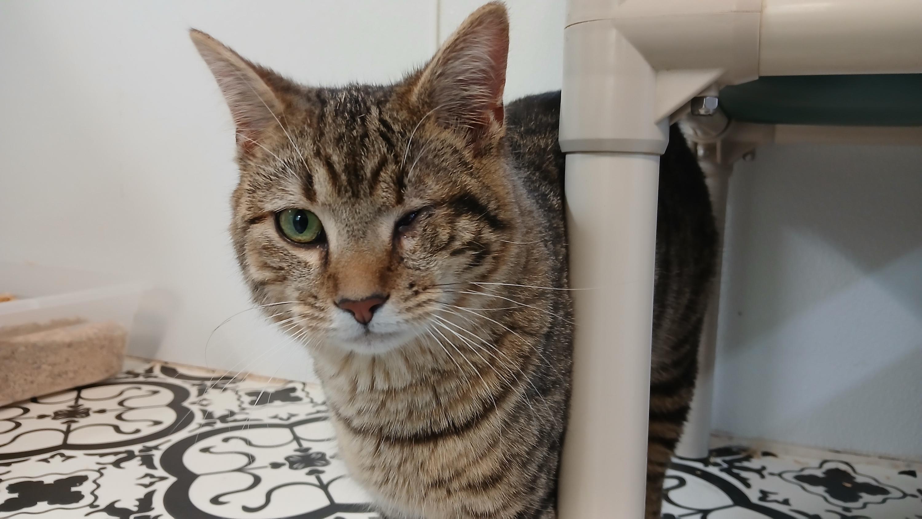 Enlarge Snake Plissken, a ADOPTABLE Domestic Short Hair in Cullowhee, NC image 4/6