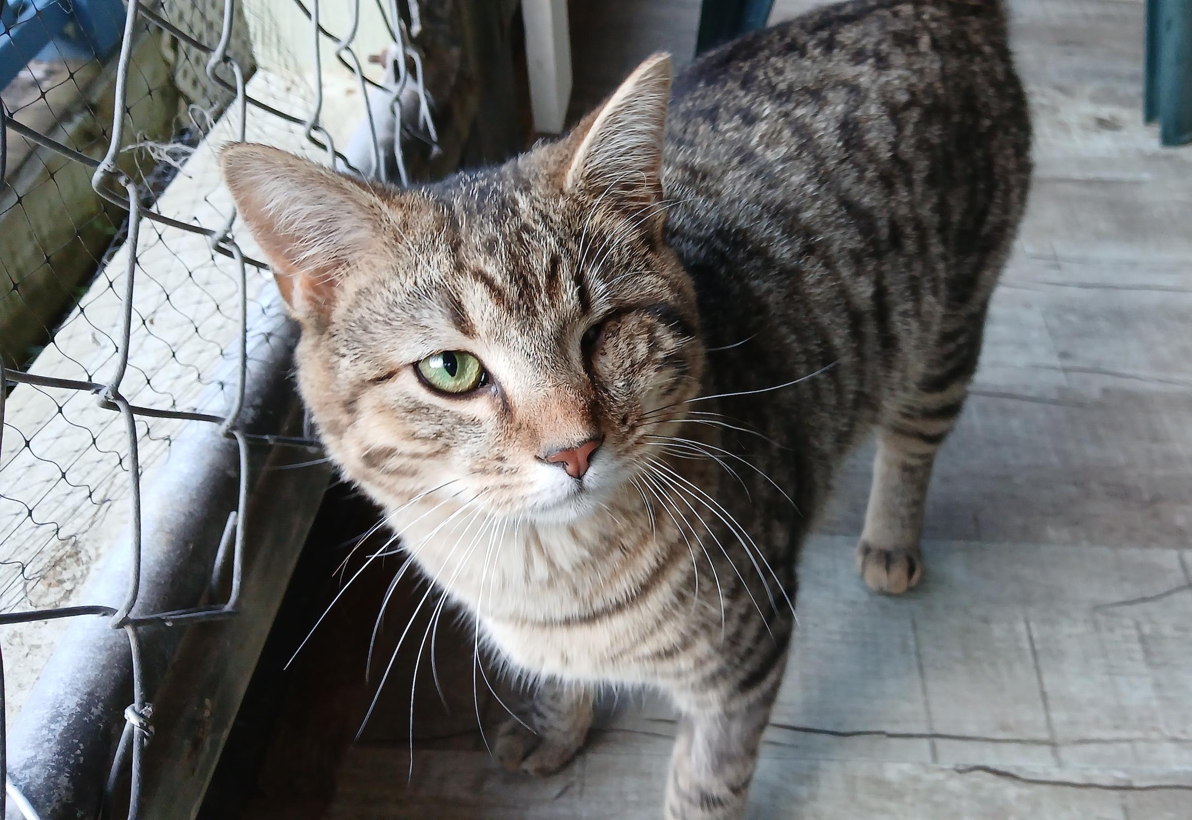 Enlarge Snake Plissken, a ADOPTABLE Domestic Short Hair in Cullowhee, NC image 1/6