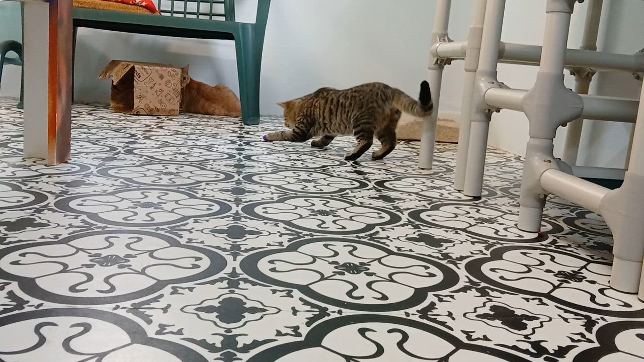 Enlarge Snake Plissken, a ADOPTABLE Domestic Short Hair in Cullowhee, NC video 2/6