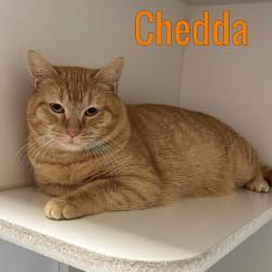 Enlarge Chedda, a ADOPTABLE Domestic Short Hair in Pleasantville, NJ image 1/1