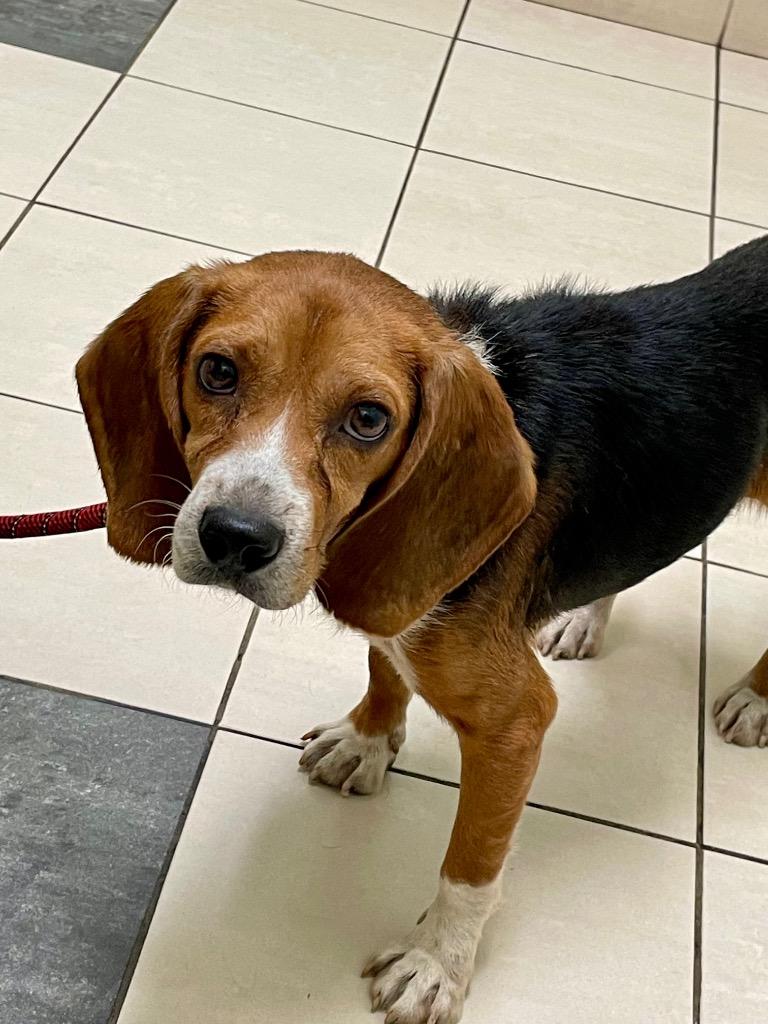 Itty, Adoptable, Adult Male Beagle.