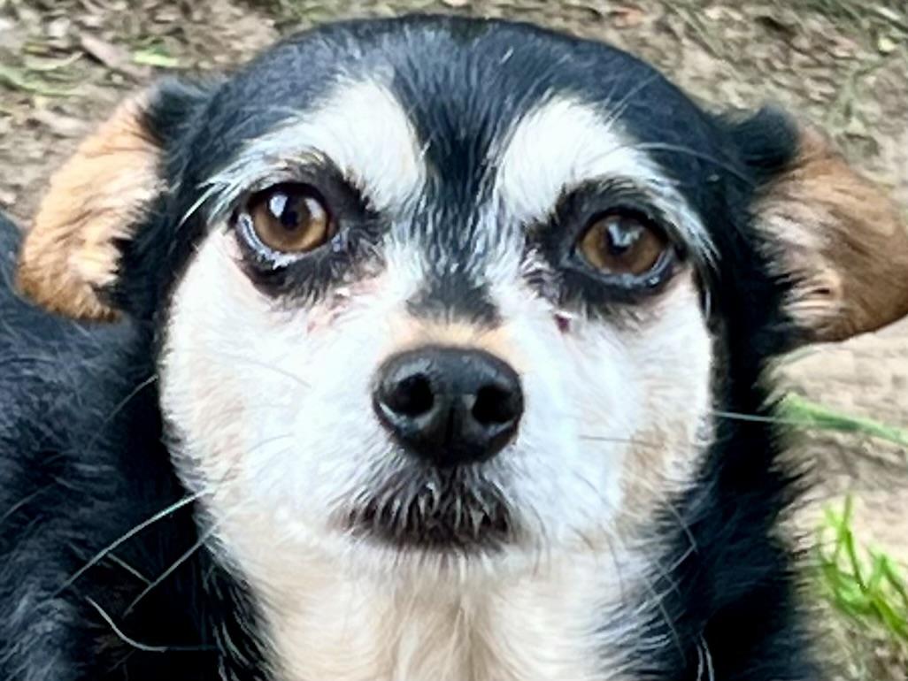 Zoey, a Adoptable mixed breed in Ladson, SC image 1/3