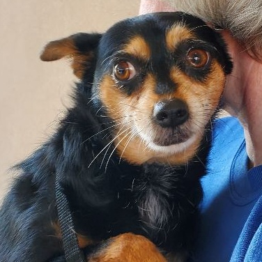 Zoey, a Adoptable mixed breed in Ladson, SC image 2/4