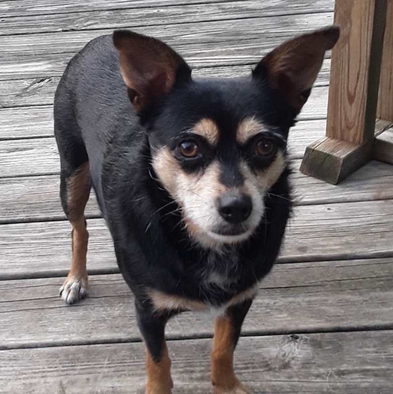 Zoey, a Adoptable mixed breed in Ladson, SC image 3/4