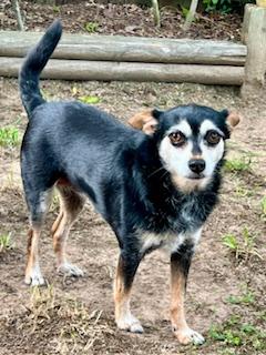 Zoey, a Adoptable mixed breed in Ladson, SC image 2/3