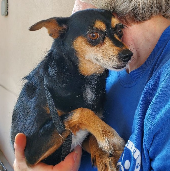 Zoey, a Adoptable mixed breed in Ladson, SC image 4/4