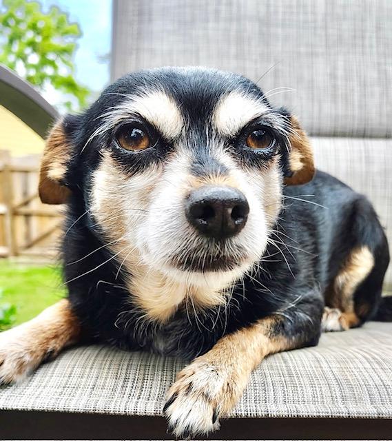 Zoey, a Adoptable mixed breed in Ladson, SC image 1/4