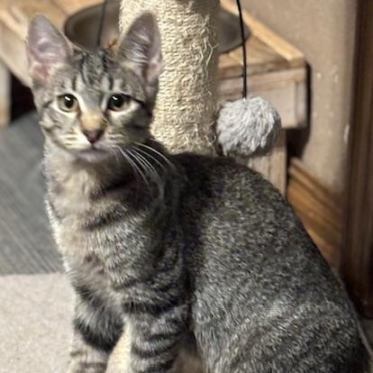 Mr. Pogo, adopted, Young Male Domestic Short Hair & Tabby.