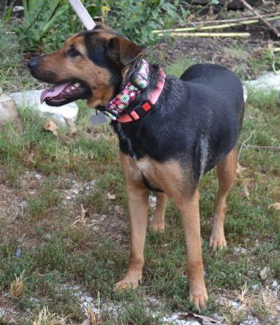 Enlarge Savannah, a Adopted mixed breed in Parkville, MO image 3/4