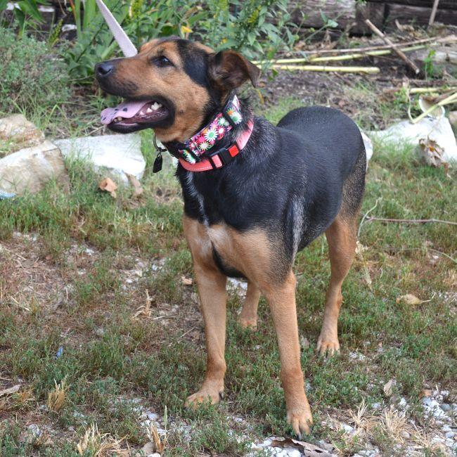 Enlarge Savannah, a Adopted mixed breed in Parkville, MO image 2/4