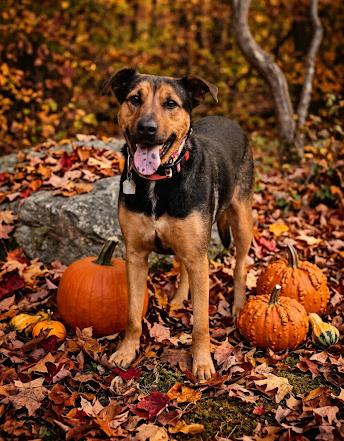 Savannah, Adopted, Adult Female German Shepherd Dog.