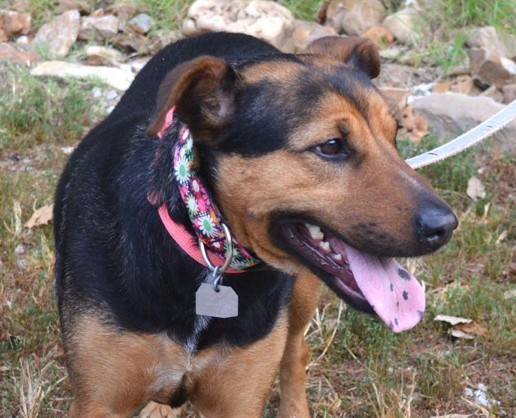 Enlarge Savannah, a Adopted mixed breed in Parkville, MO image 4/4