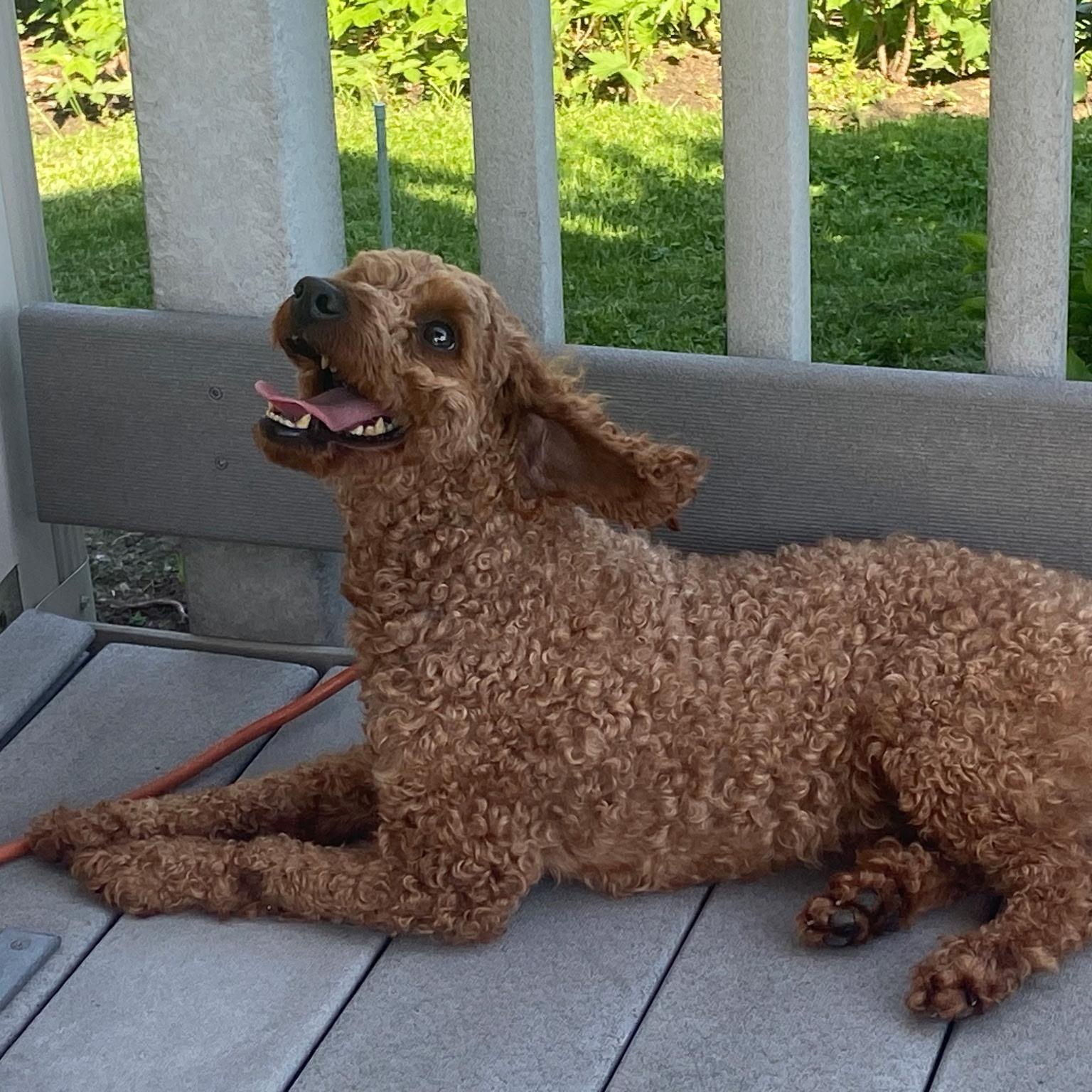 Rudy, a ADOPTABLE Miniature Poodle in Burlington, VT image 5/6